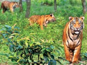 Sundarban Tour Package from Dhaka by Ship