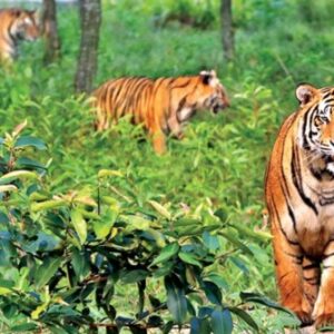 Sundarban Tour Package from Dhaka by Ship