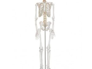 XC-101 PVC 180cm Tall Skeleton