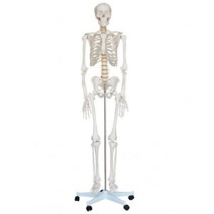 XC-101 PVC 180cm Tall Skeleton